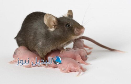 حلم الفئران