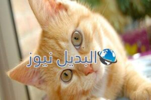 تفسير حلم القطط لابن سيرين