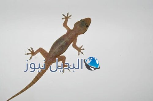رؤية البرص في المنام