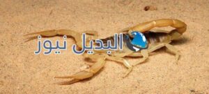 تفسير حلم العقرب للمتزوجه