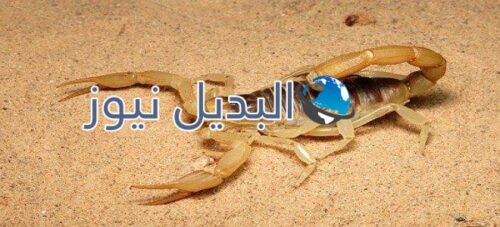 تفسير حلم العقرب للمتزوجه