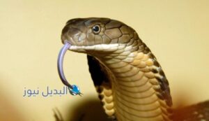 تفسير حلم ثعبان كبير