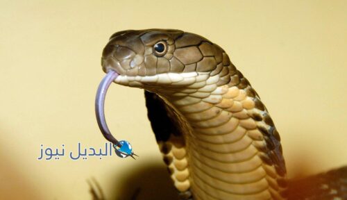 تفسير حلم ثعبان كبير