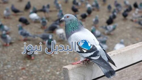 تفسير الحمام في الحلم