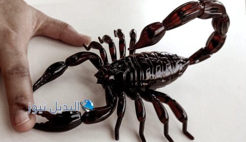 العقرب في المنام