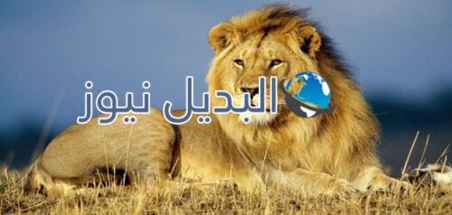 تفسير الاسد في الحلم