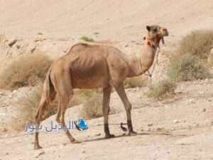 رؤية الجمل في المنام للمتزوجة