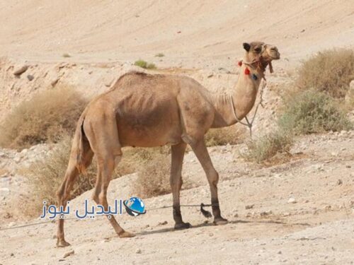 رؤية الجمل في المنام للمتزوجة
