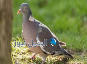 الحلم بالحمام