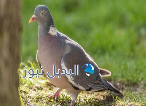 الحلم بالحمام