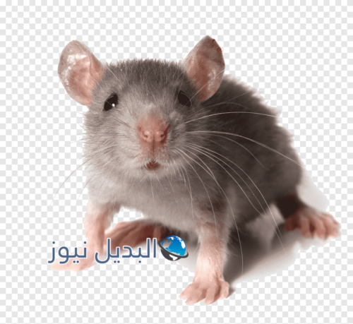 رؤية الفئران الصغيرة في المنام