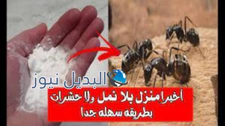للتخلص من الصراصير والناموس والنمل والحشرات