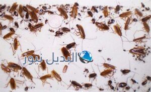 للتخلص من الصراصير والنمل والحشرات في المنزل