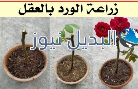 زراعة الورد الجوري من العقل