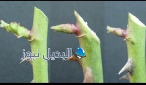 زراعة الورد الجوري من العقل