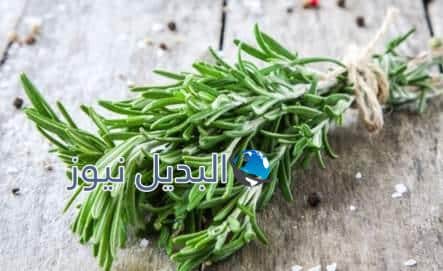فوائد حصى البان للشعر