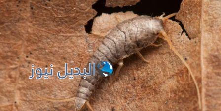 طريقة التخلص من حشرة السمكة الفضية بالمنزل