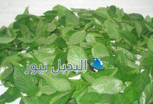 هل تساعد الملوخية في إنقاص الوزن