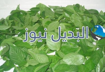 هل تساعد الملوخية في إنقاص الوزن