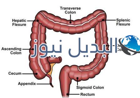 وصف تفصيلي للقولون السيني